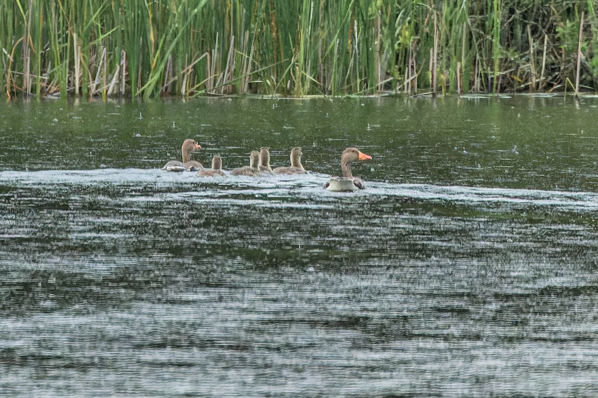 Graylag Goose - ML620454105