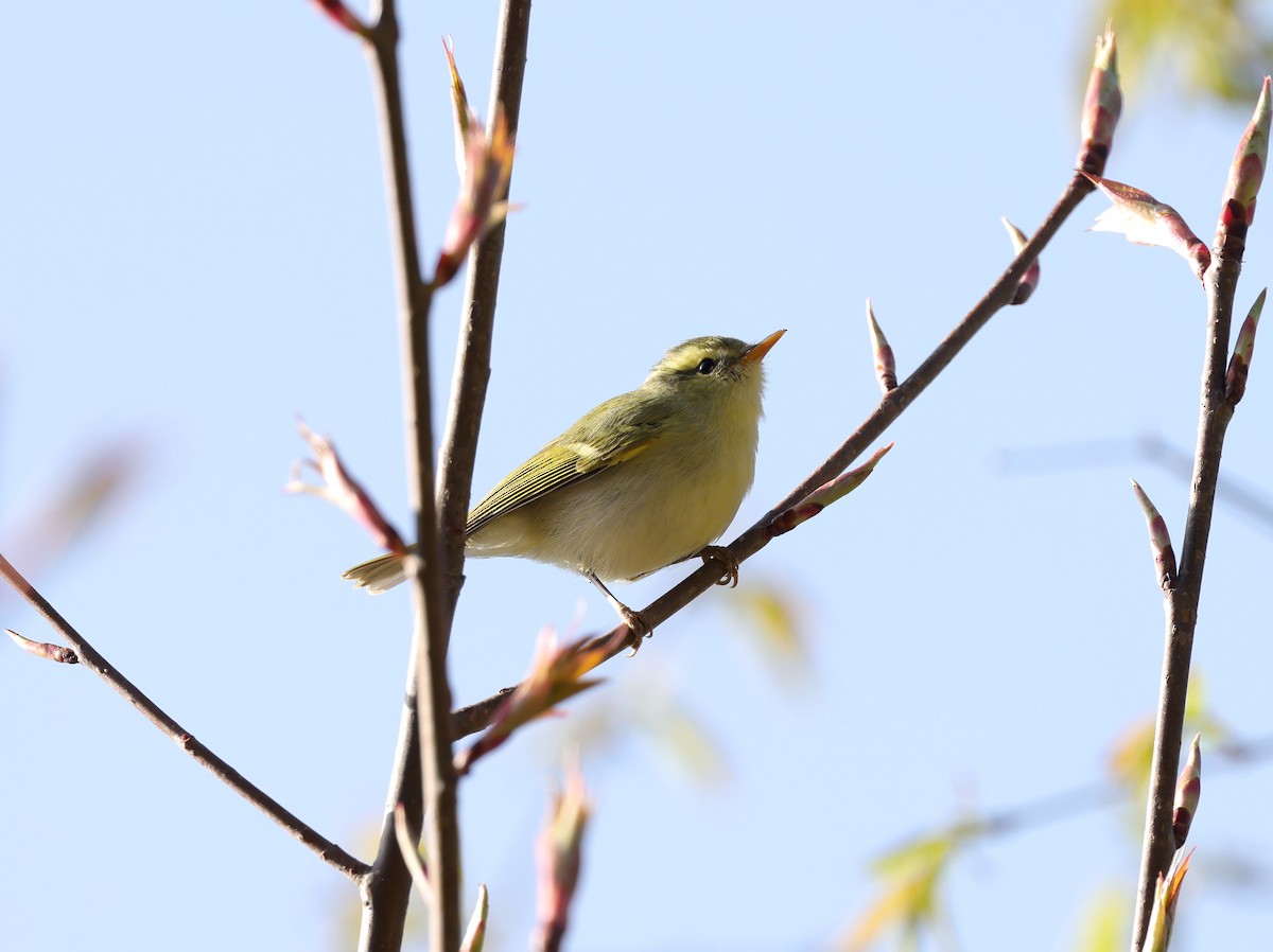 Blyth's Leaf Warbler - ML620454107