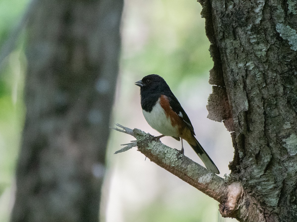 Eastern Towhee - ML620454110