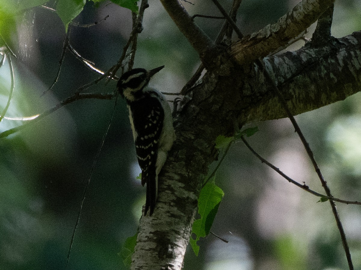 Hairy Woodpecker (Eastern) - ML620454111
