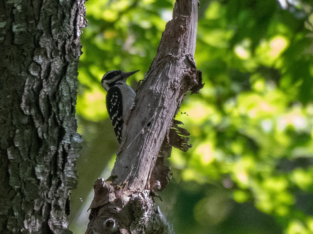 Hairy Woodpecker (Eastern) - ML620454112