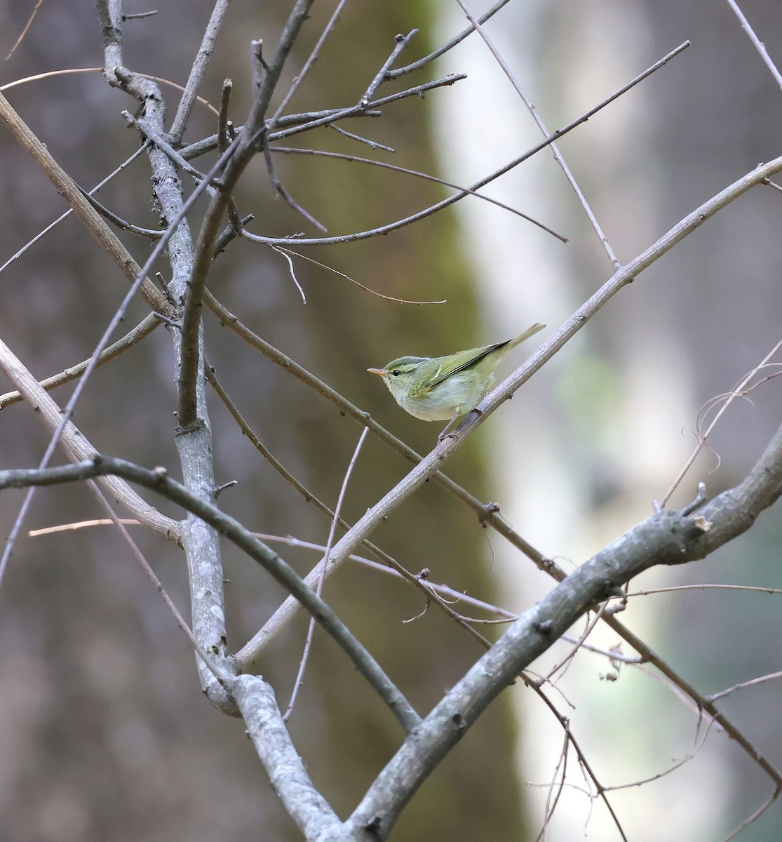 Blyth's Leaf Warbler - ML620454114