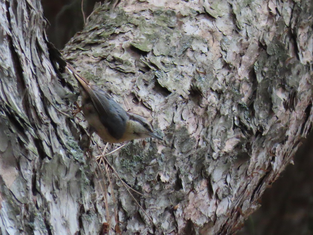 Eurasian Nuthatch - ML620454116