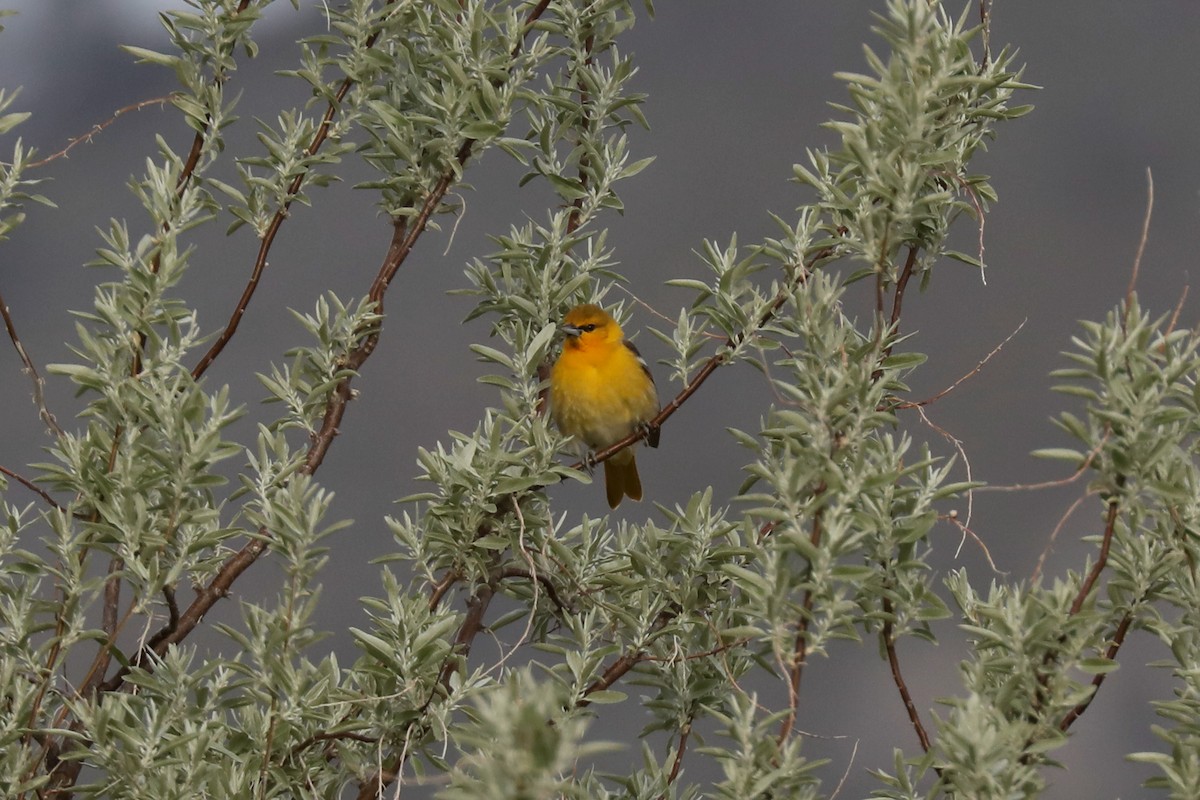 tanımsız Icterus sp. - ML620454124