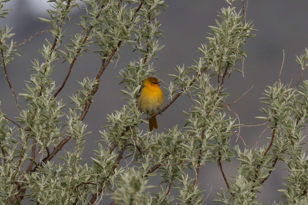 tanımsız Icterus sp. - ML620454128