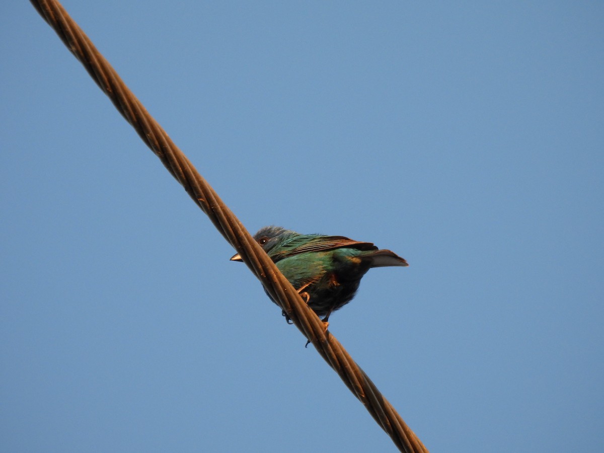 Indigo Bunting - ML620454131