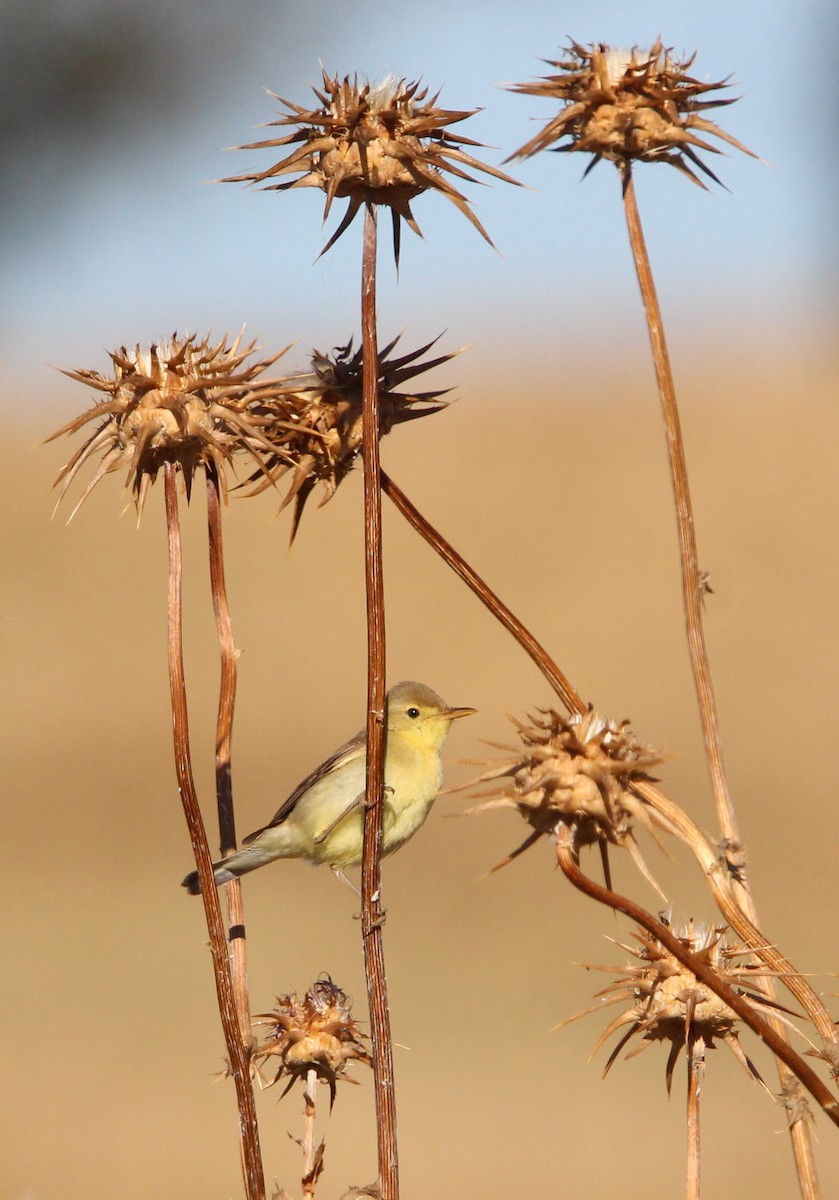 Melodious Warbler - ML620454139