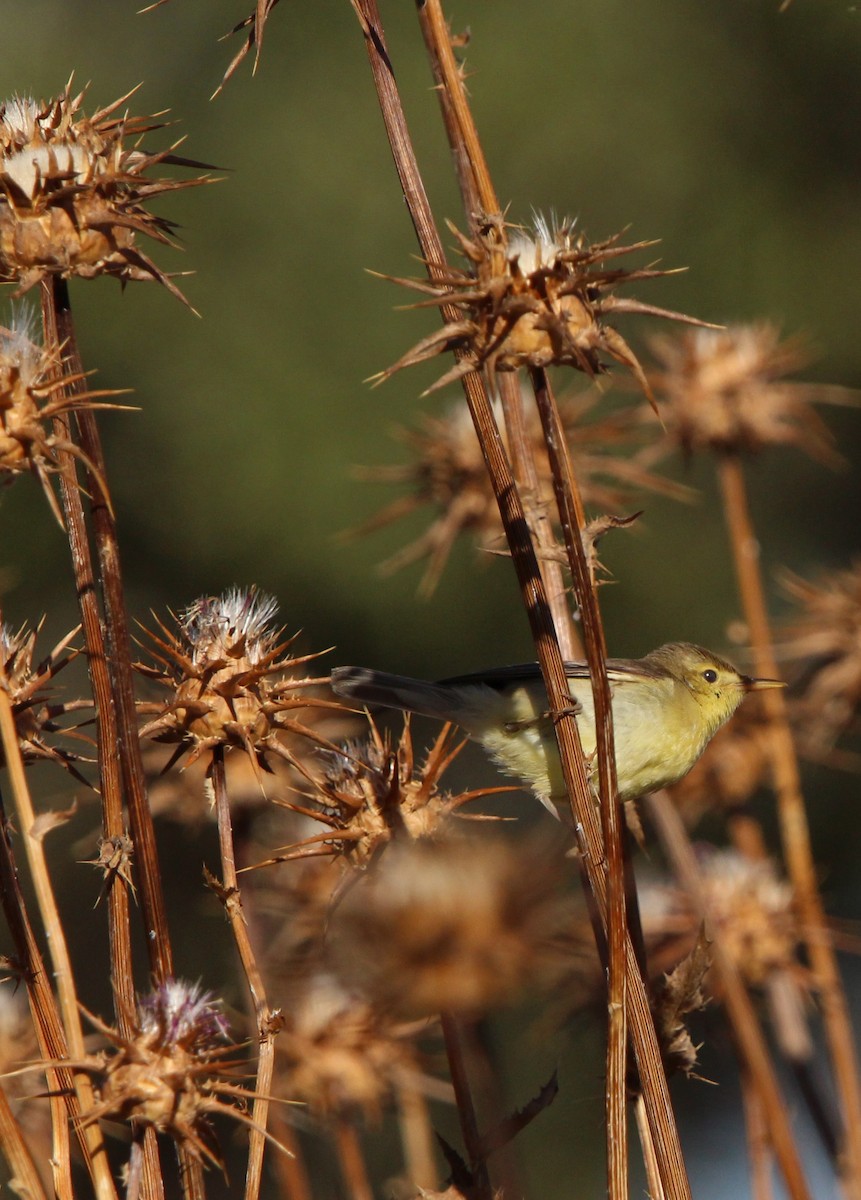 Melodious Warbler - ML620454141