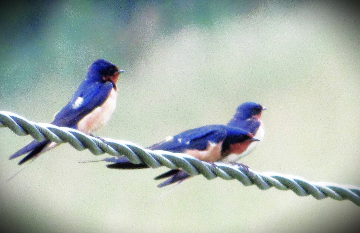 Barn Swallow - Fred Kachmarik