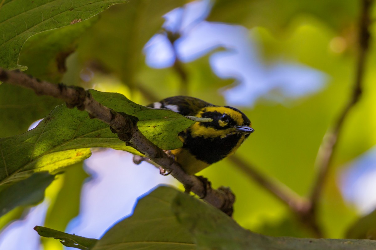 Townsend's Warbler - ML620454144