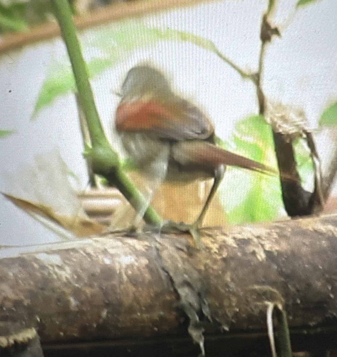 Plain-crowned Spinetail - ML620454147