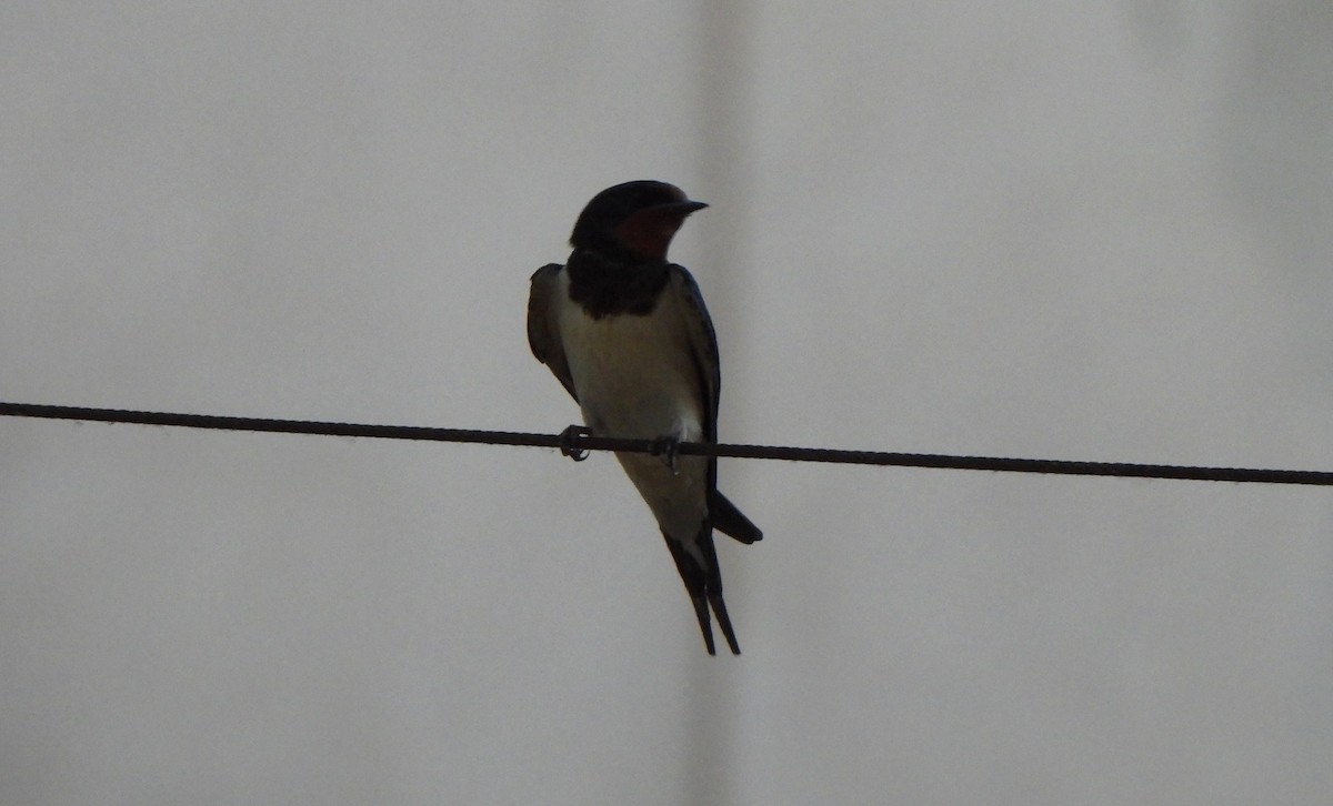 Barn Swallow (White-bellied) - ML620454148