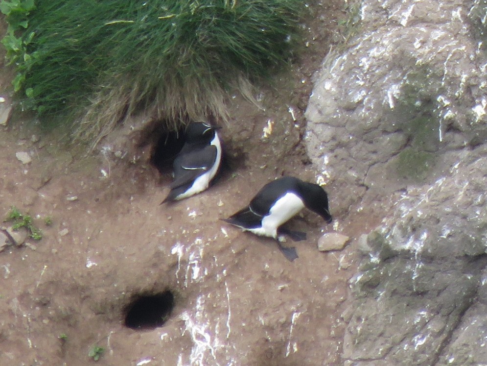 Razorbill - Calvin Hardcastle