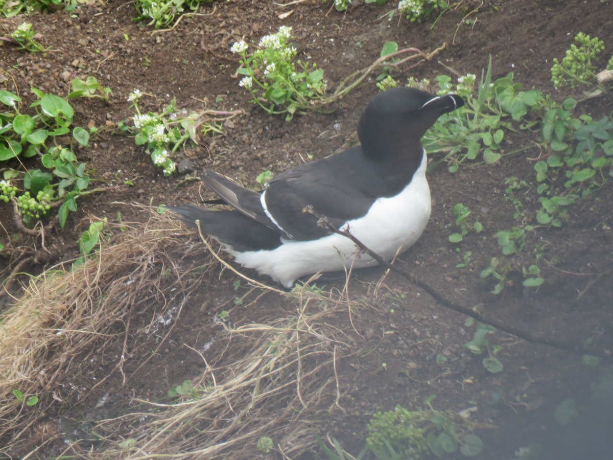 Razorbill - ML620454154