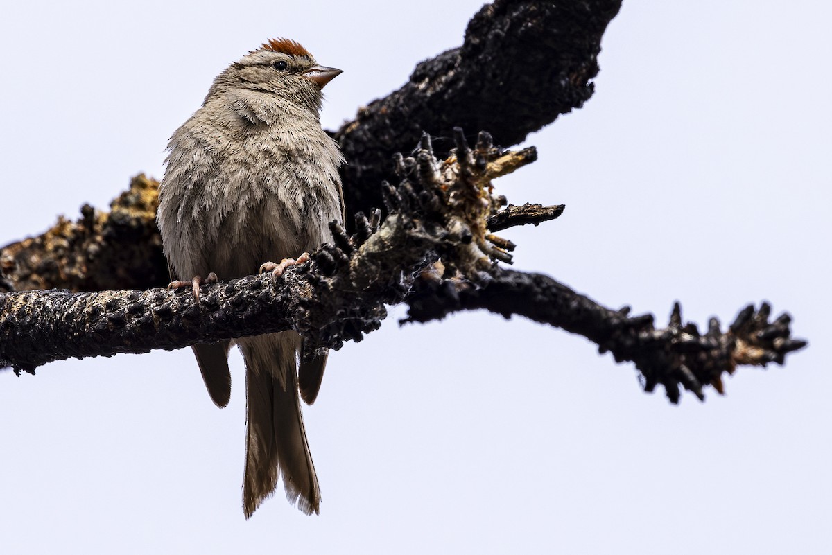 Chipping Sparrow - ML620454162