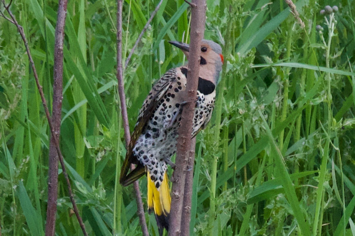 Northern Flicker - ML620454163