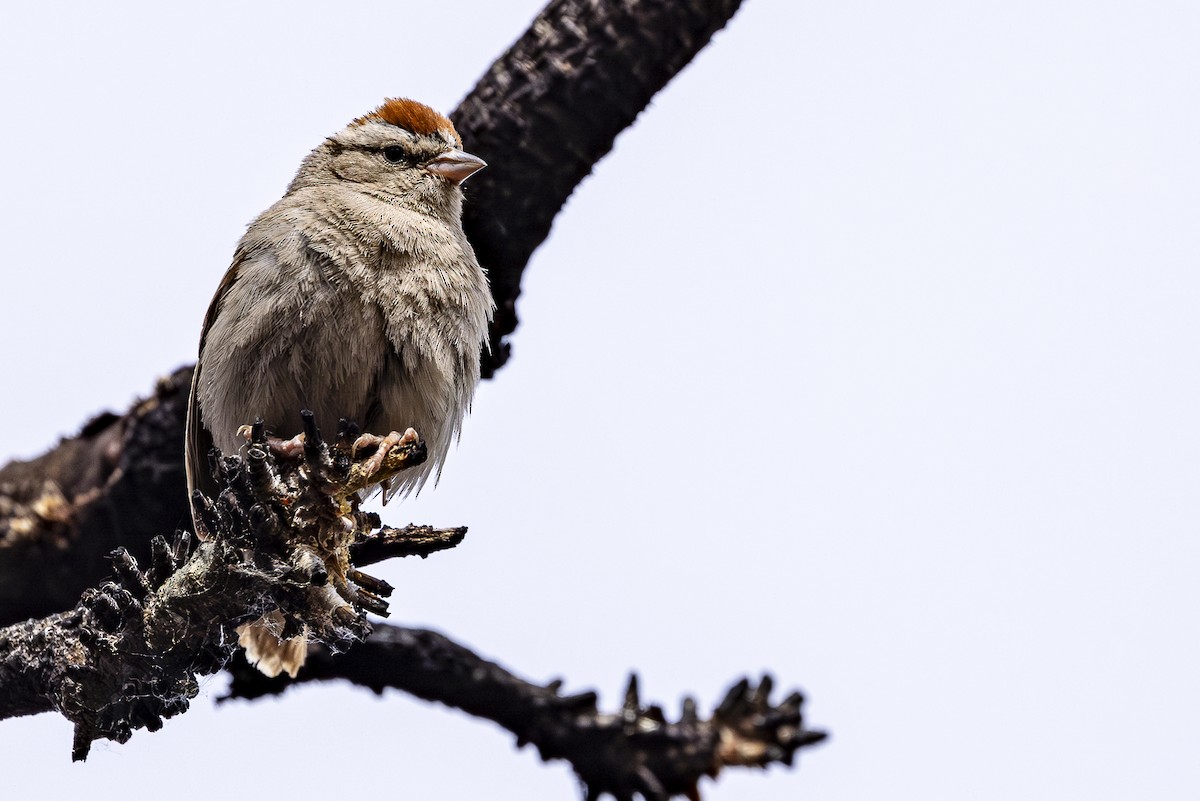 Chipping Sparrow - ML620454164