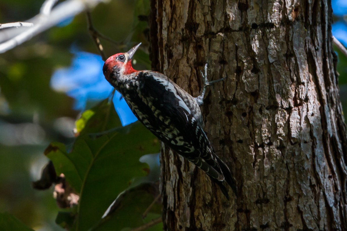 Red-breasted Sapsucker - ML620454165