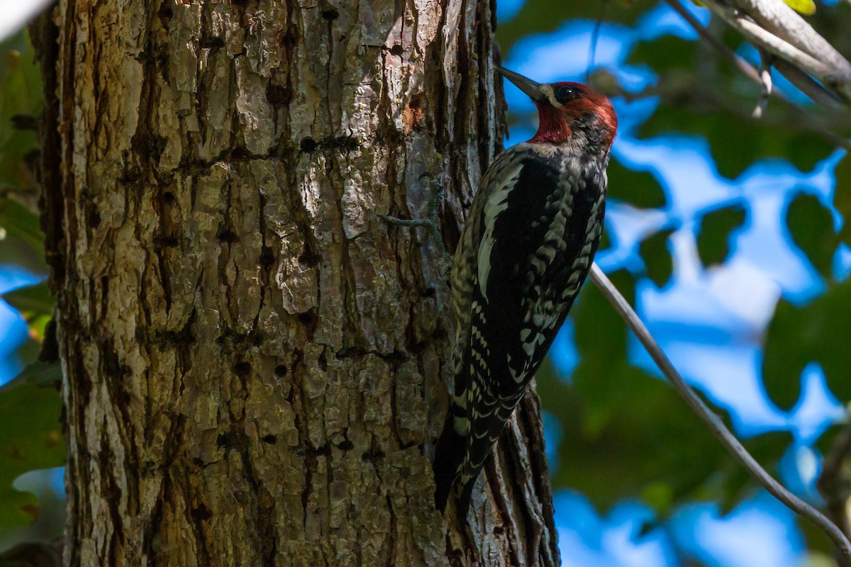 Red-breasted Sapsucker - ML620454166