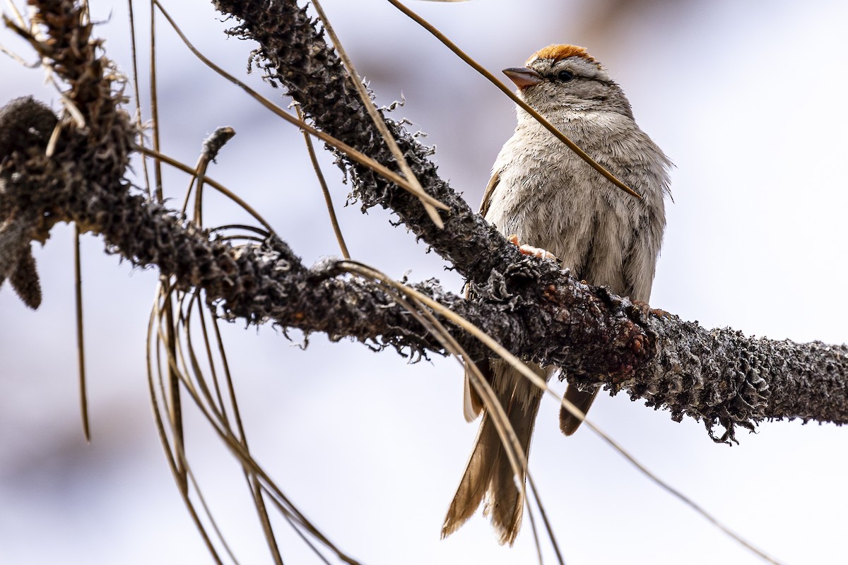 Chipping Sparrow - ML620454167