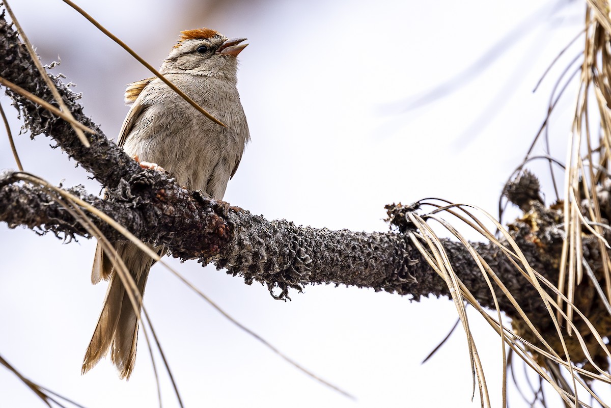 Chipping Sparrow - ML620454168