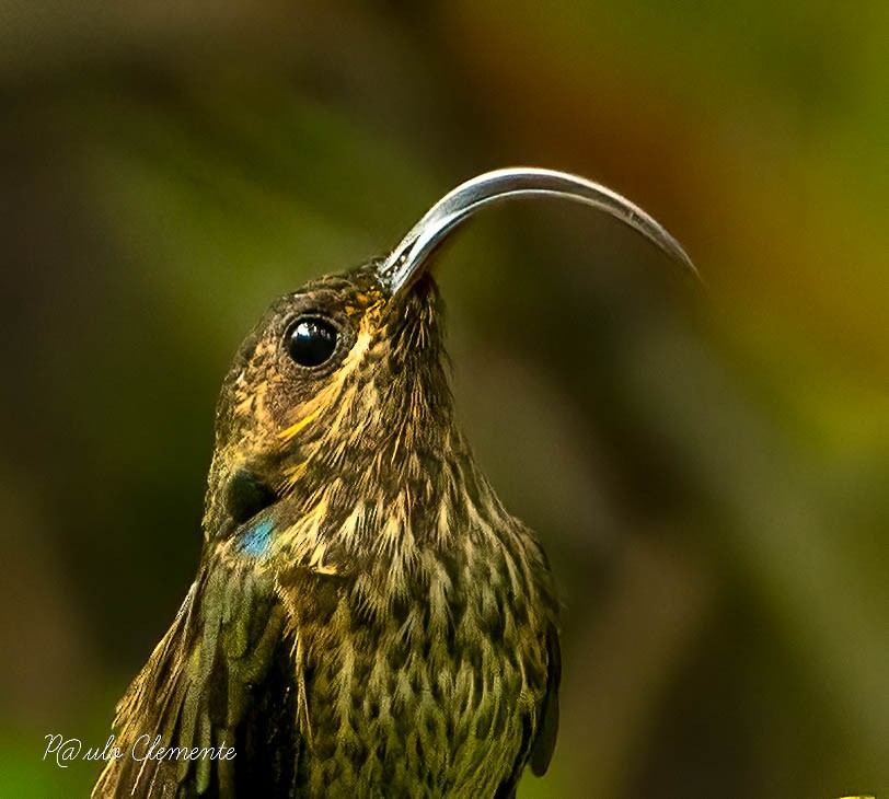 Buff-tailed Sicklebill - ML620454170