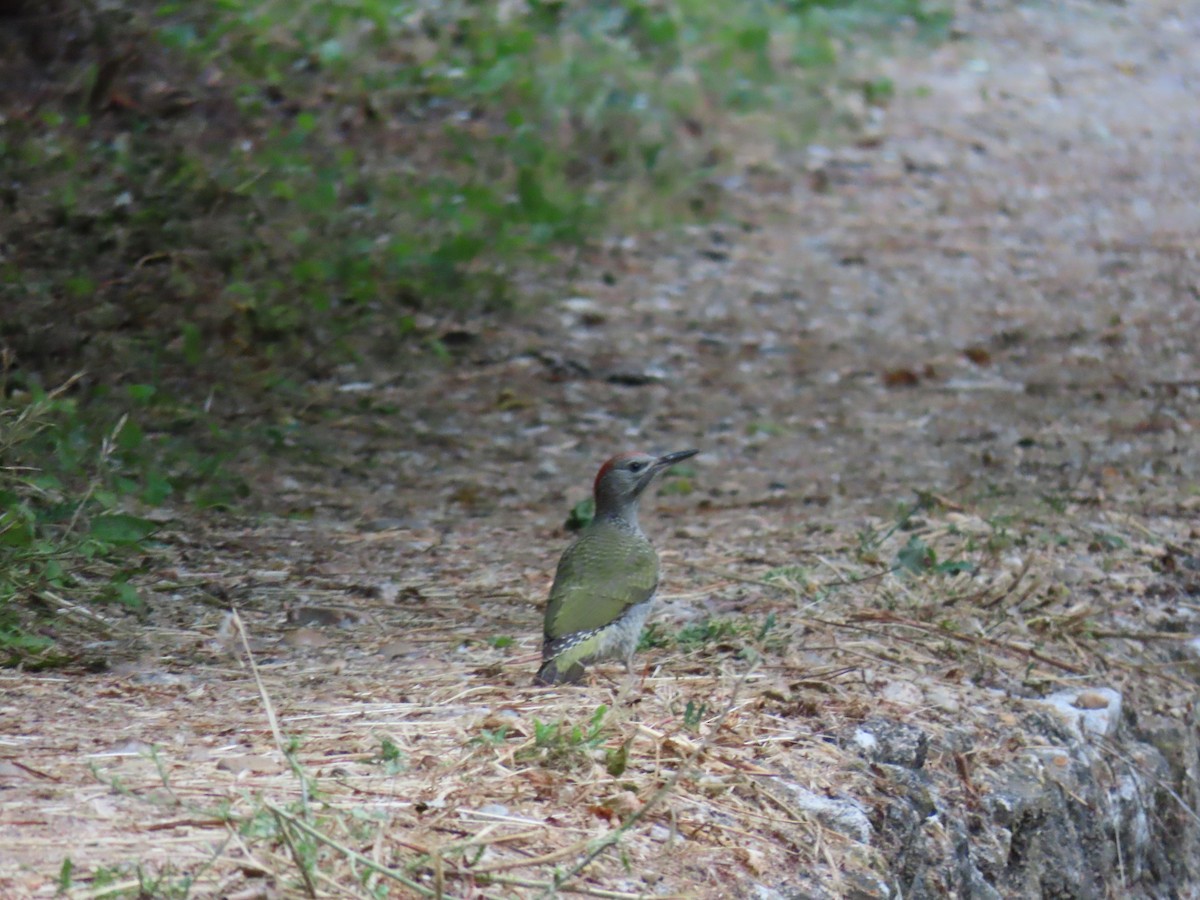 Iberian Green Woodpecker - ML620454171