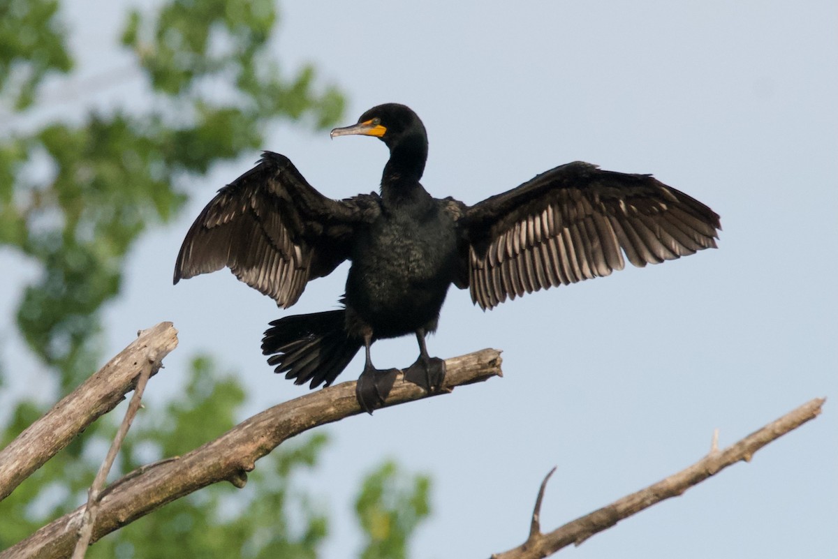 Double-crested Cormorant - ML620454172