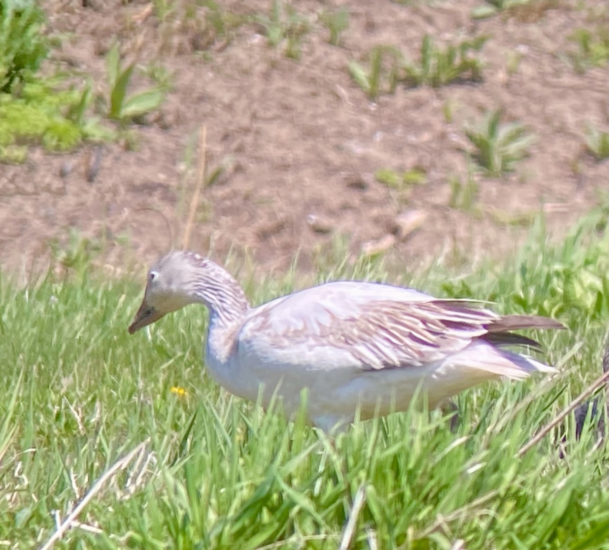 Snow Goose - ML620454173