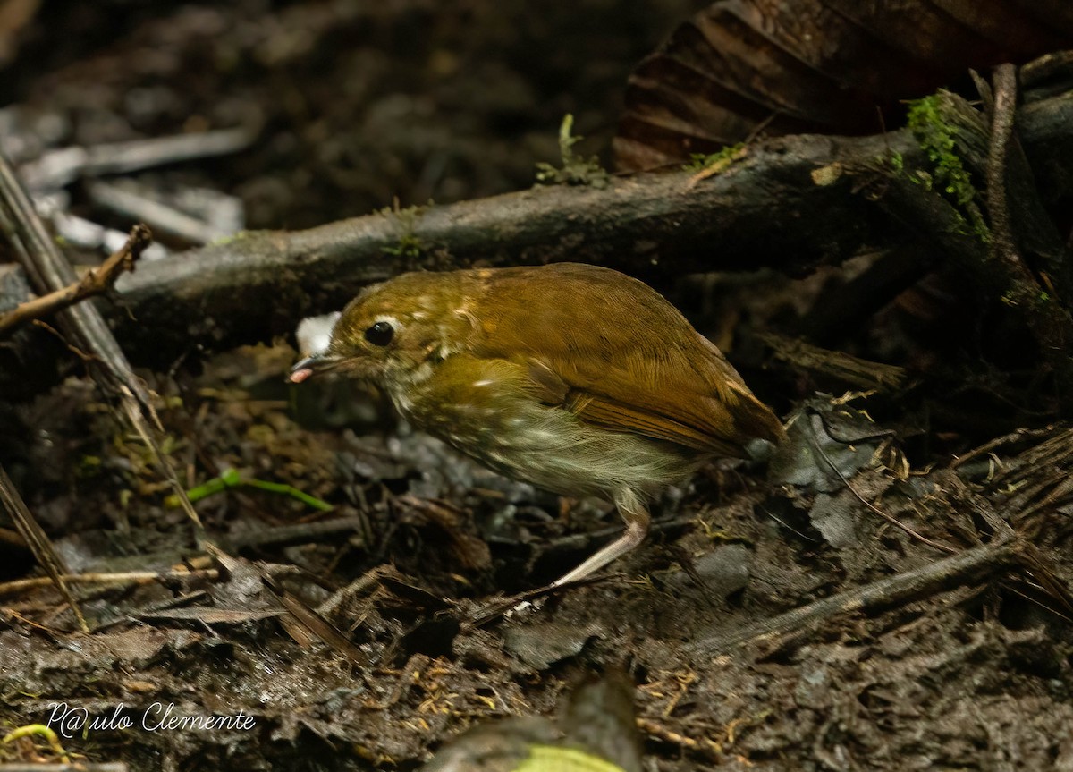 Thrush-like Antpitta - Paulo Clemente Guevara