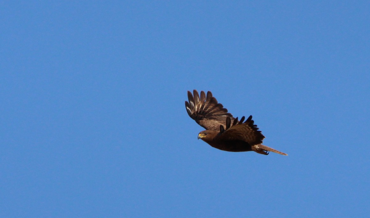 Common Buzzard - ML620454186