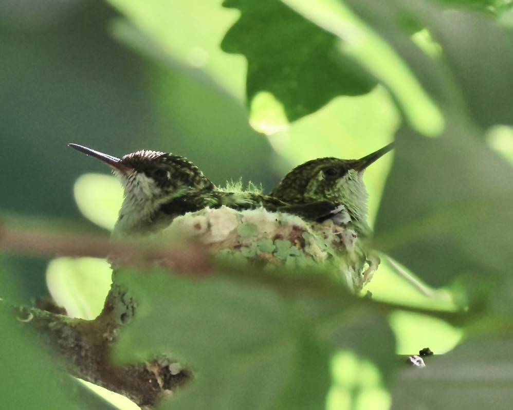 Colibri à gorge rubis - ML620454188