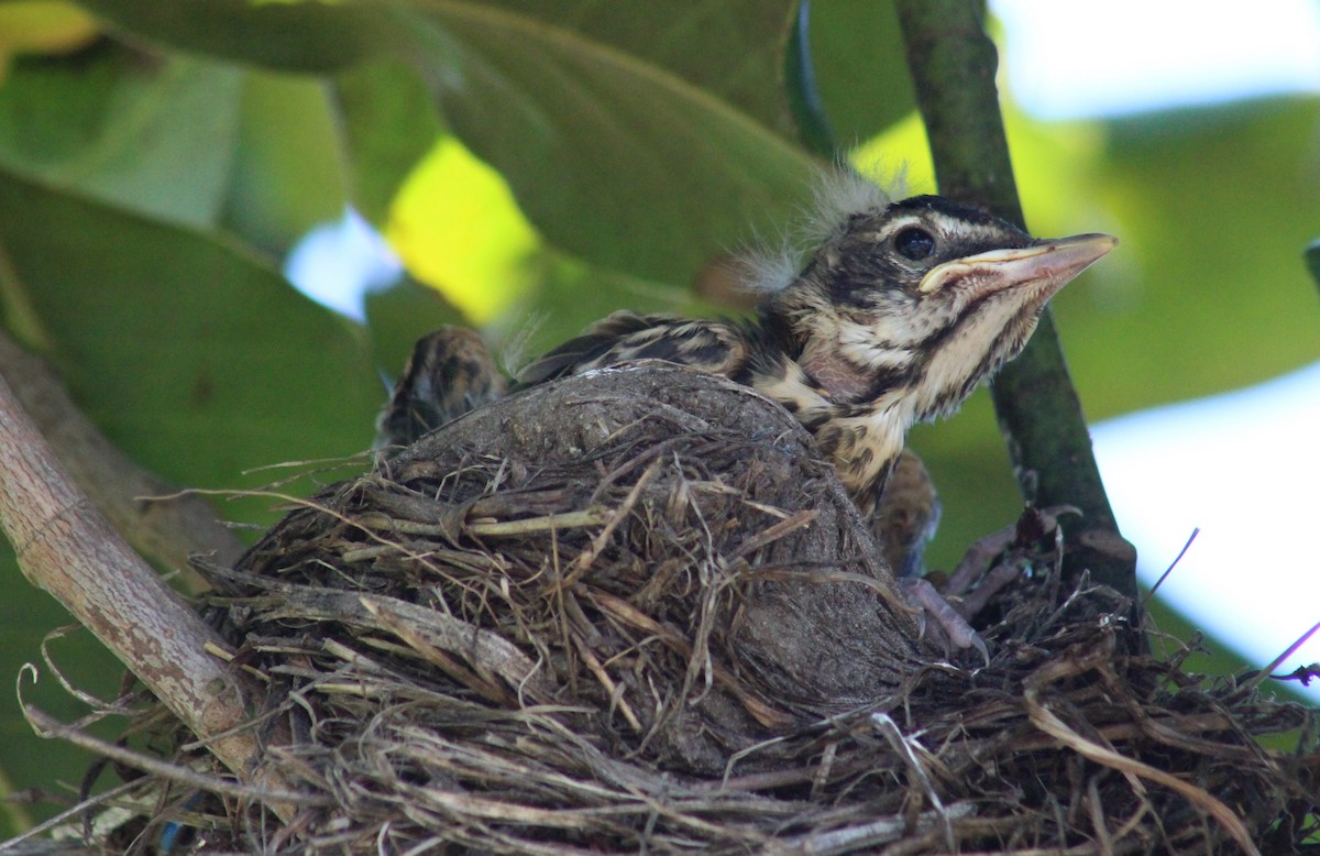 American Robin - ML620454189