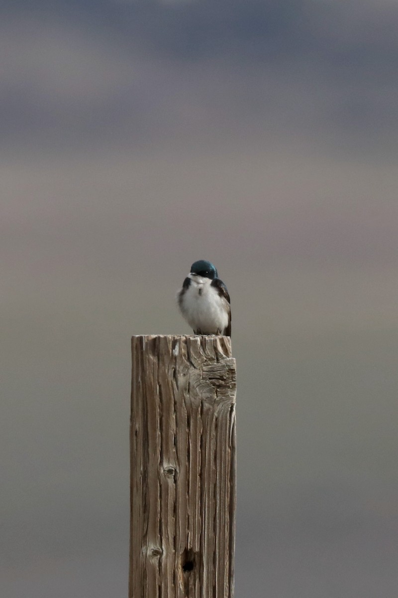 Golondrina Bicolor - ML620454202