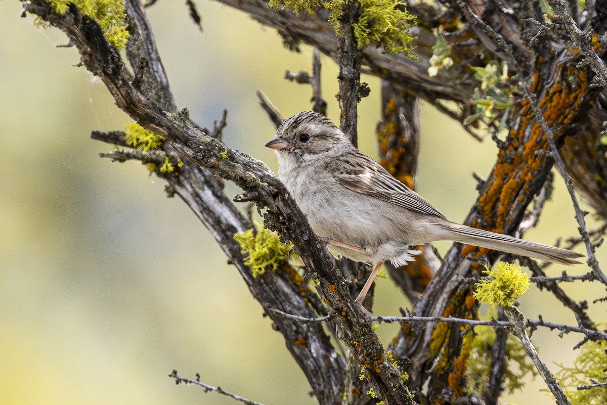 Brewer's Sparrow - Jef Blake