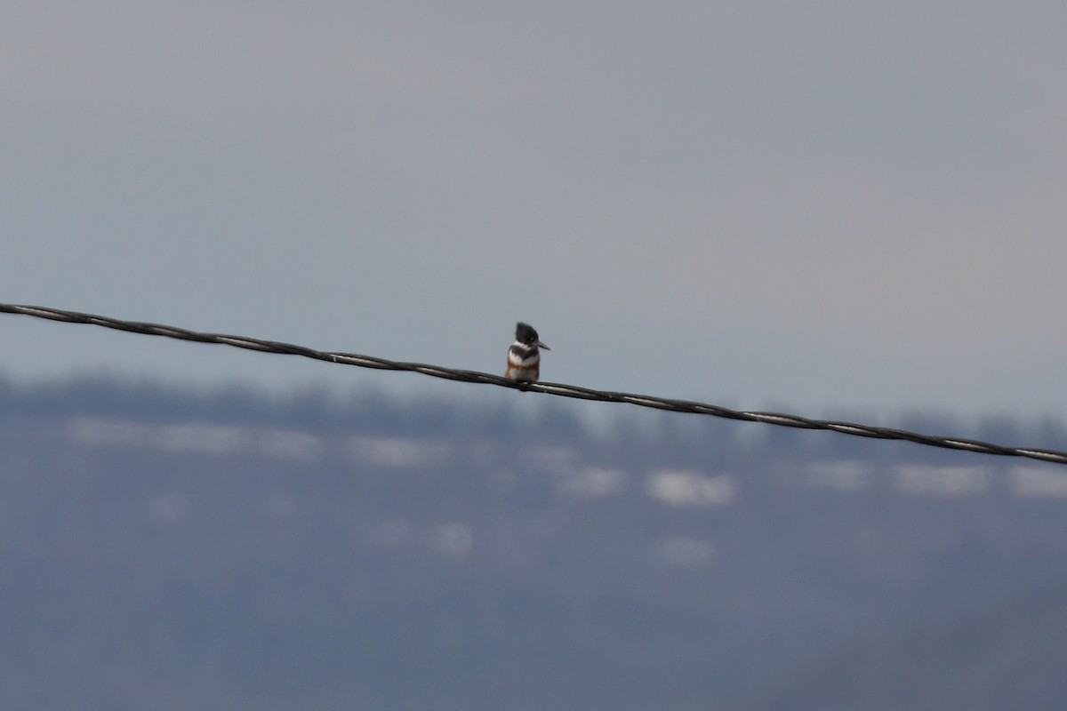 Belted Kingfisher - ML620454215