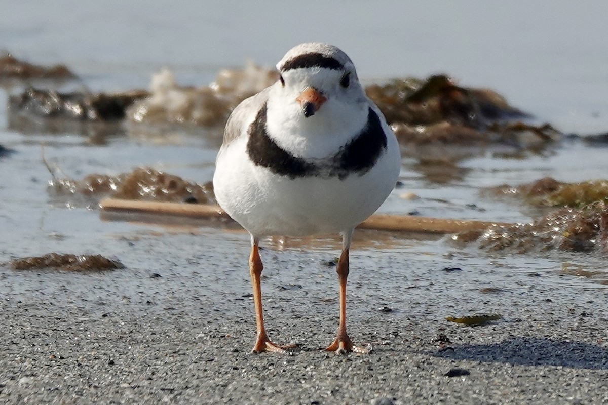 Piping Plover - ML620454220