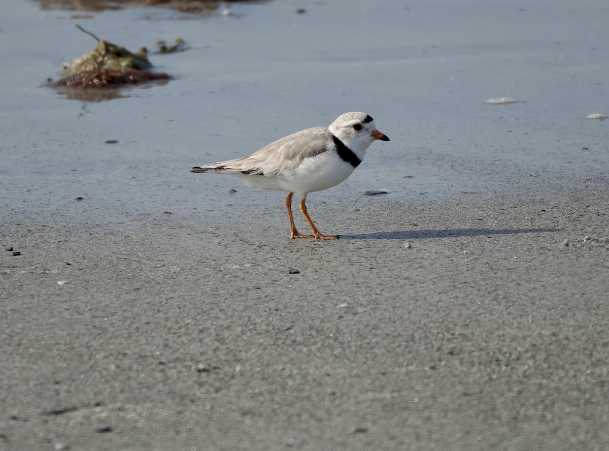 Piping Plover - ML620454221