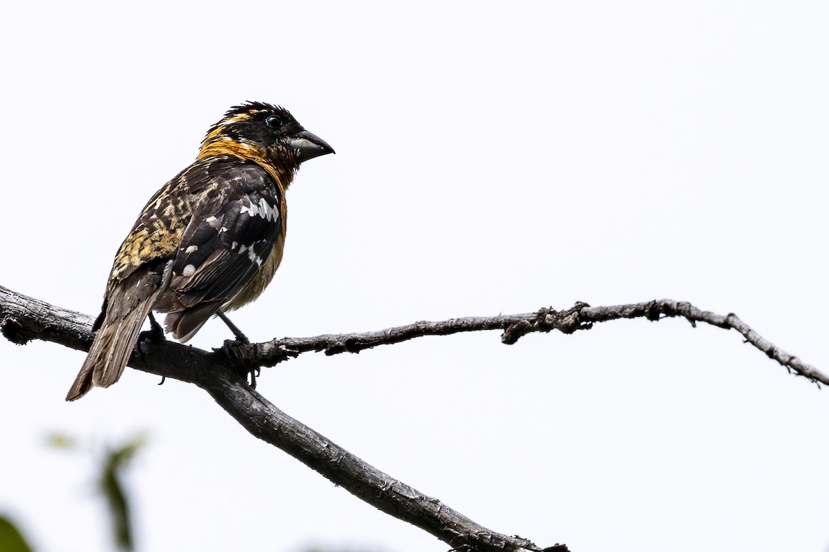 Black-headed Grosbeak - ML620454222