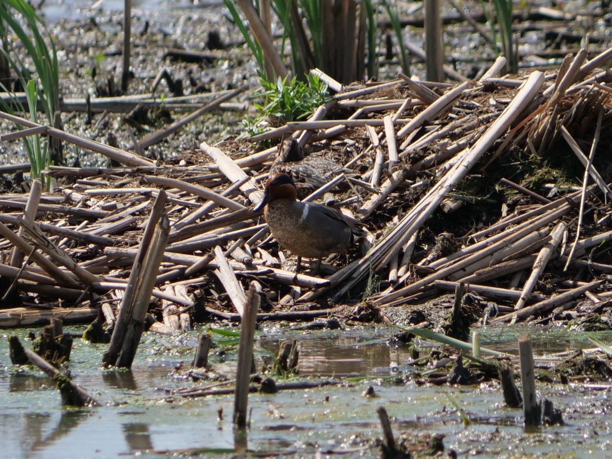 Green-winged Teal - ML620454224