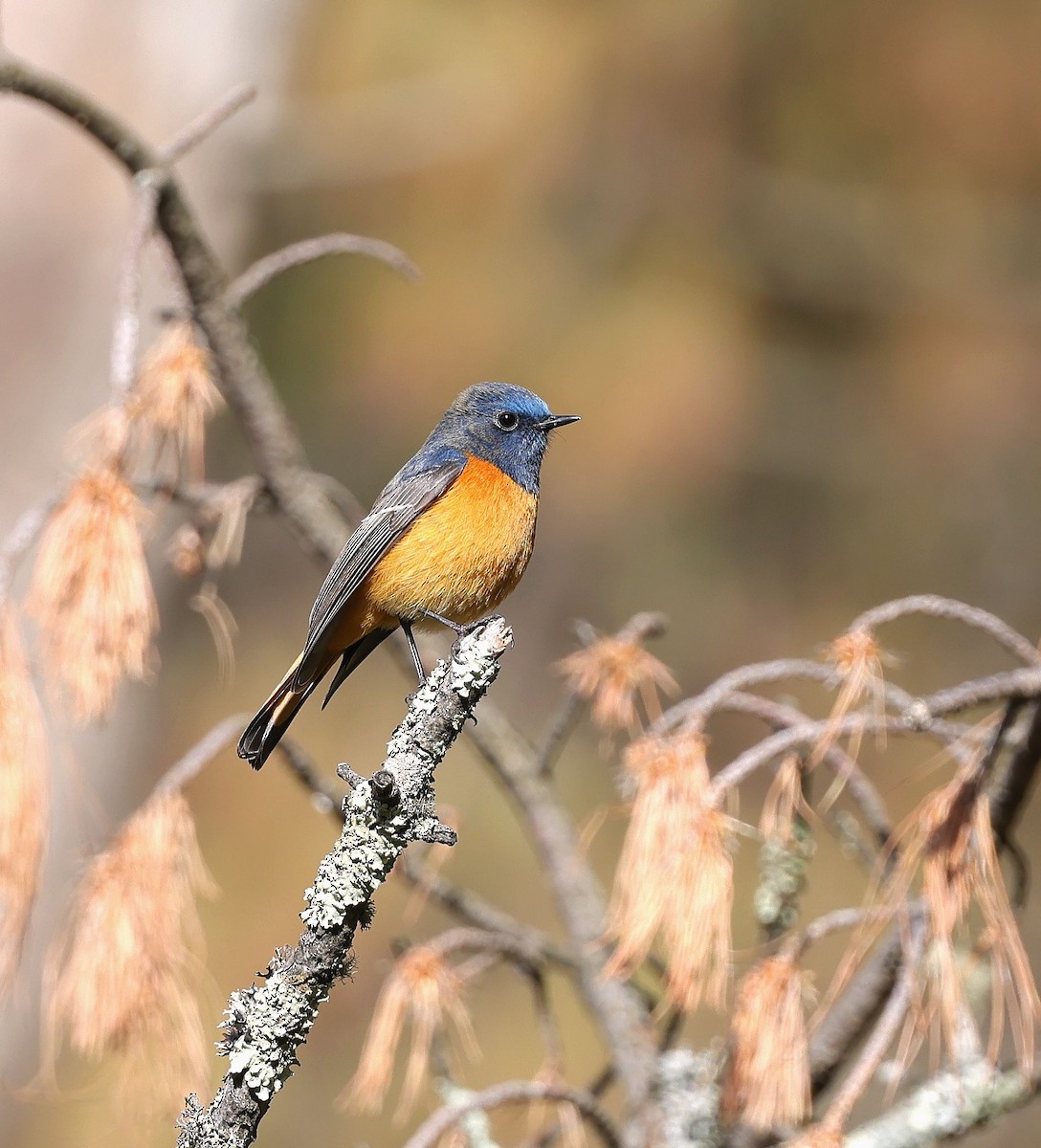 Blue-fronted Redstart - ML620454231