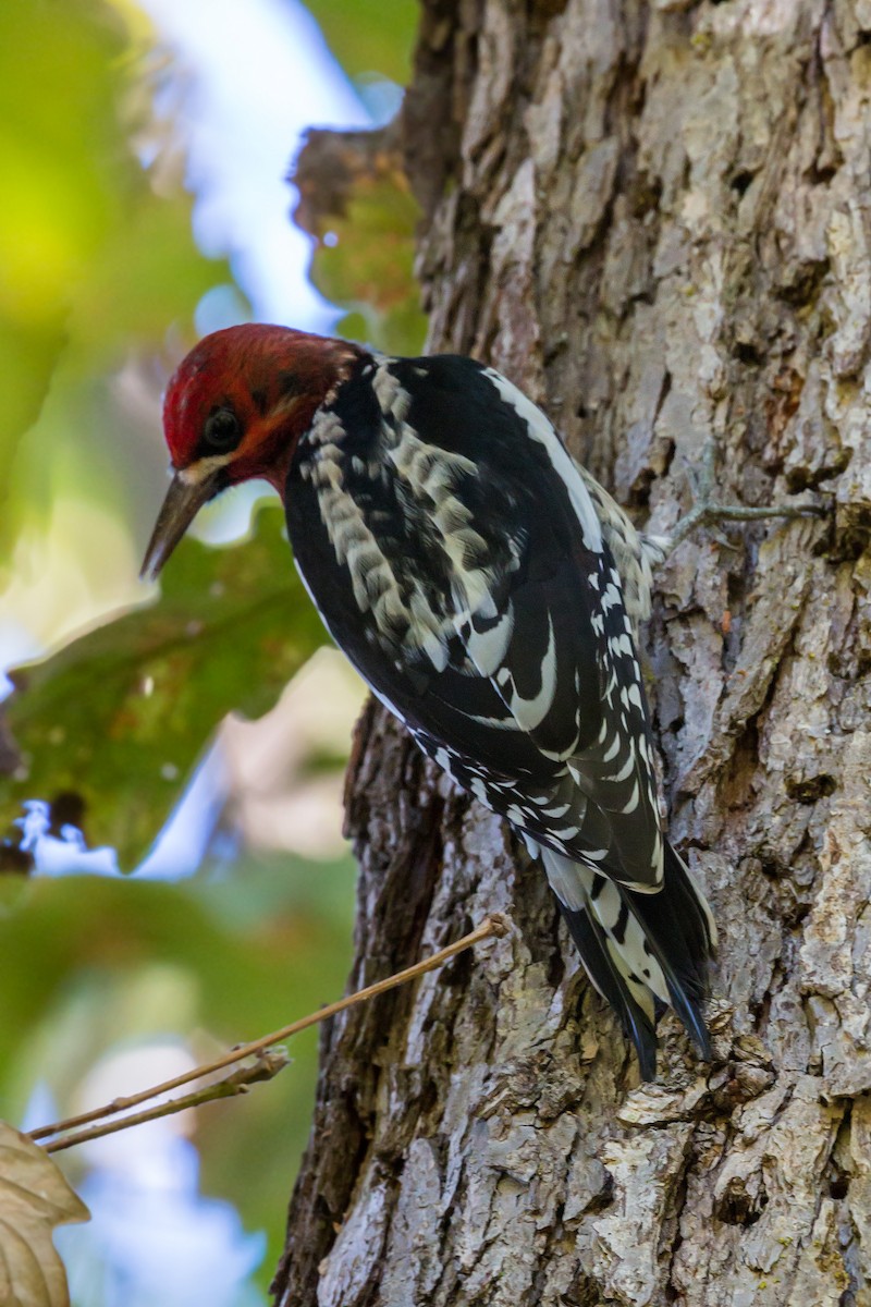 Red-breasted Sapsucker - ML620454232