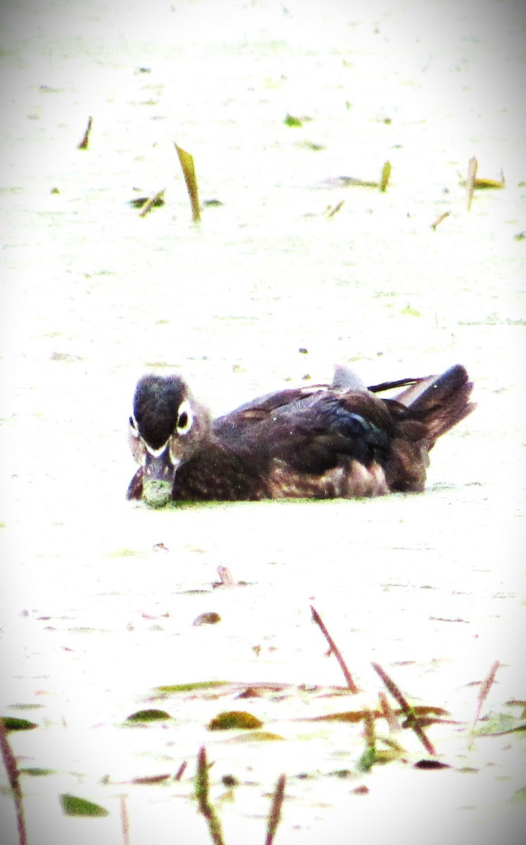 Wood Duck - ML620454234