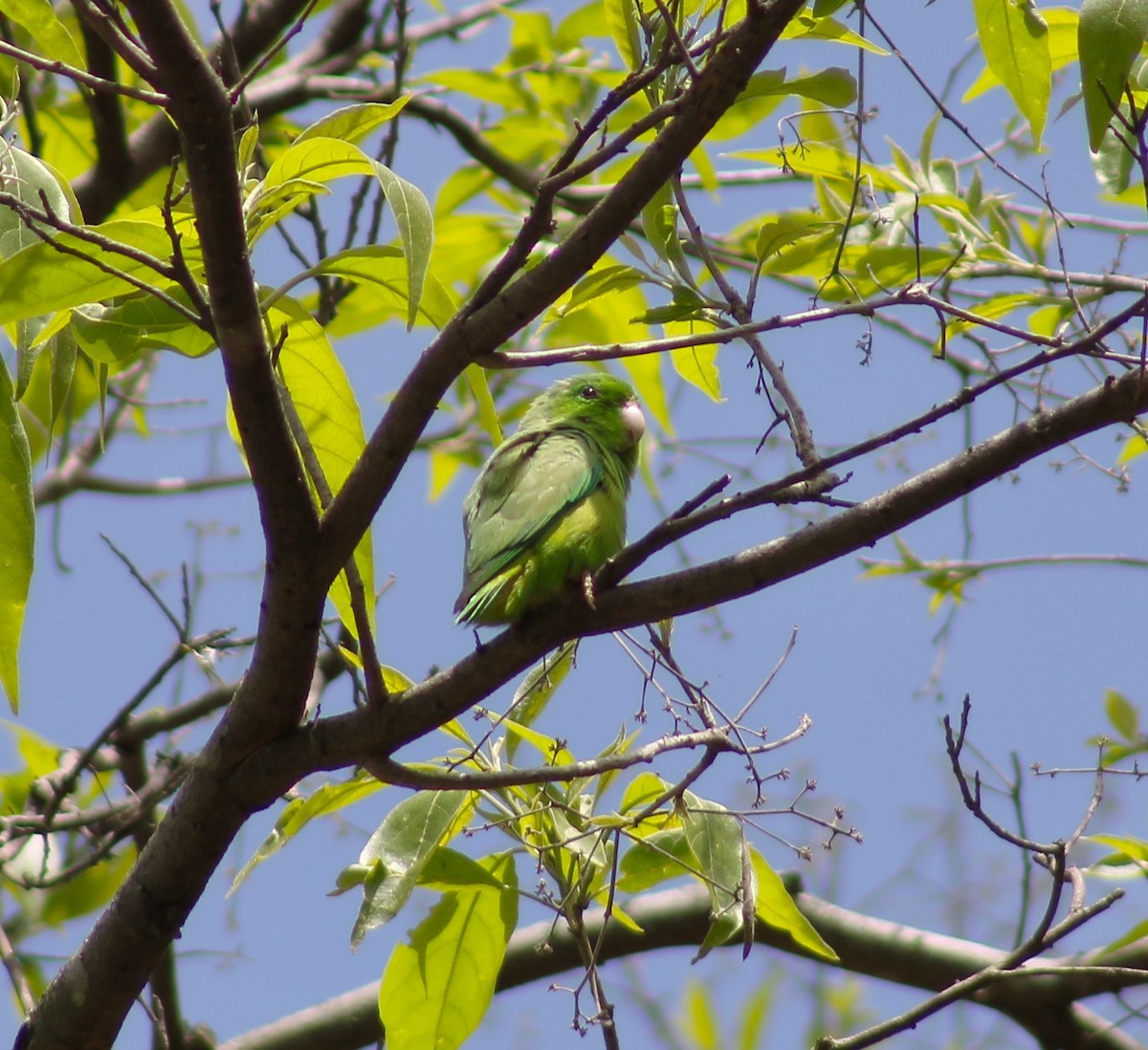 Yeşil Sokumlu Serçe Papağanı - ML620454235