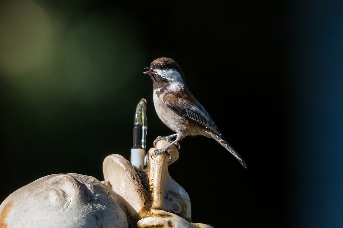 Chestnut-backed Chickadee - ML620454237