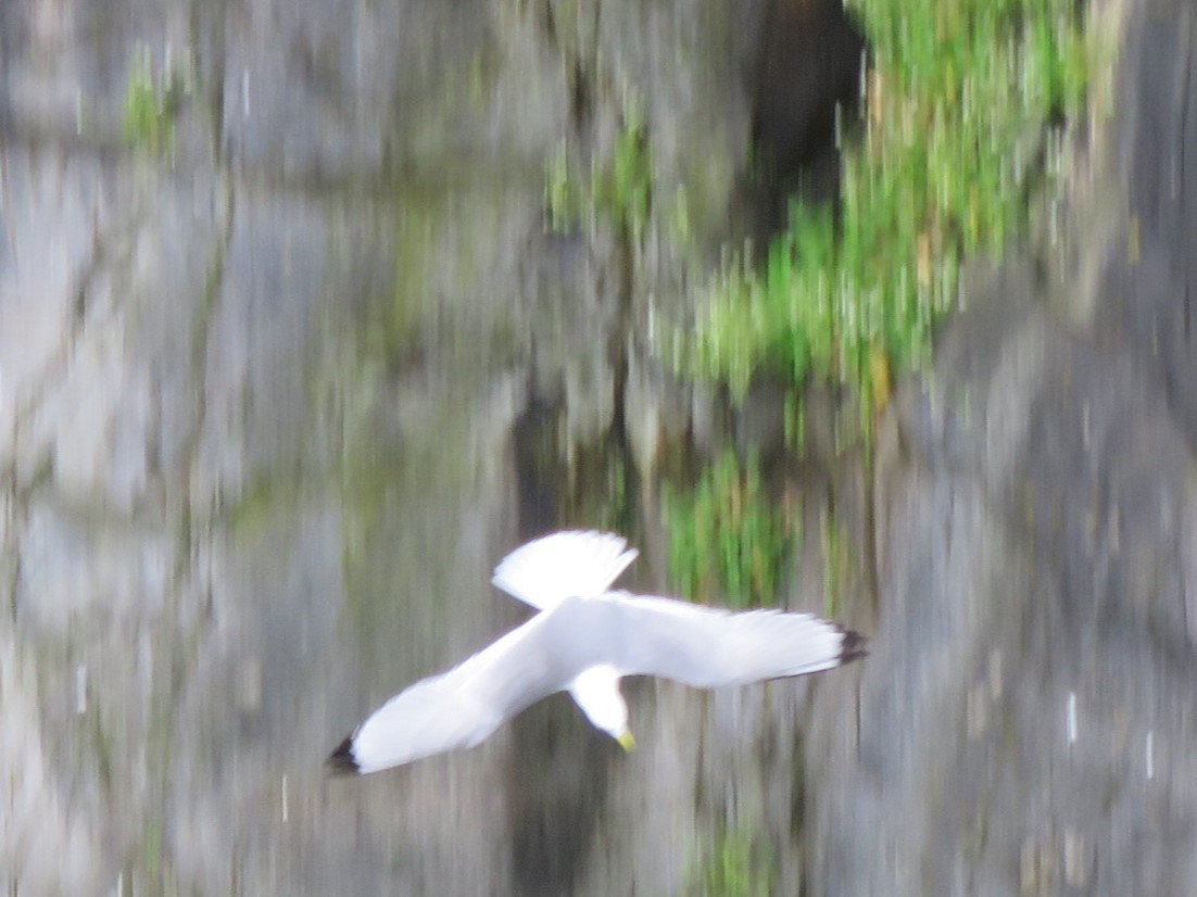 Black-legged Kittiwake - ML620454252