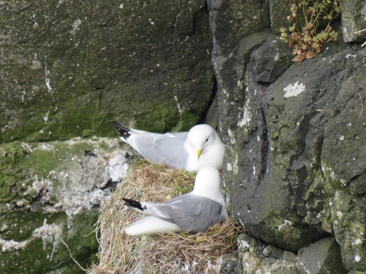 Black-legged Kittiwake - ML620454256