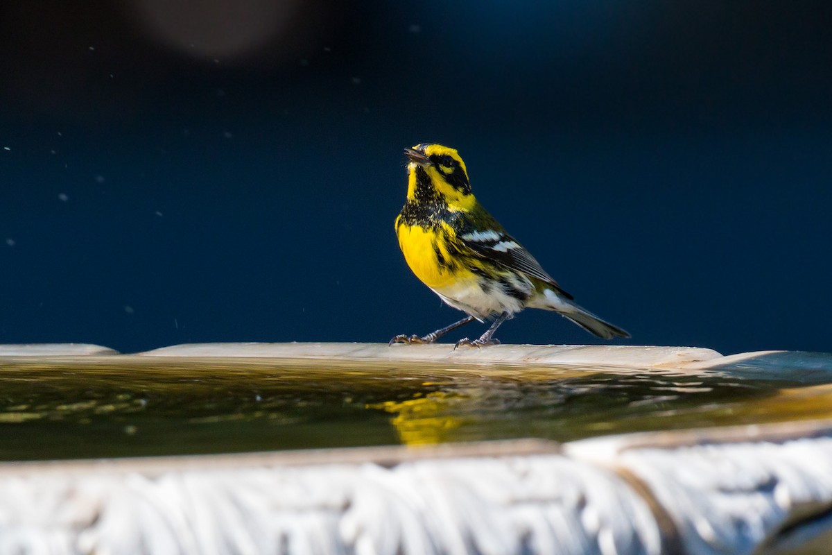 Townsend's Warbler - ML620454261