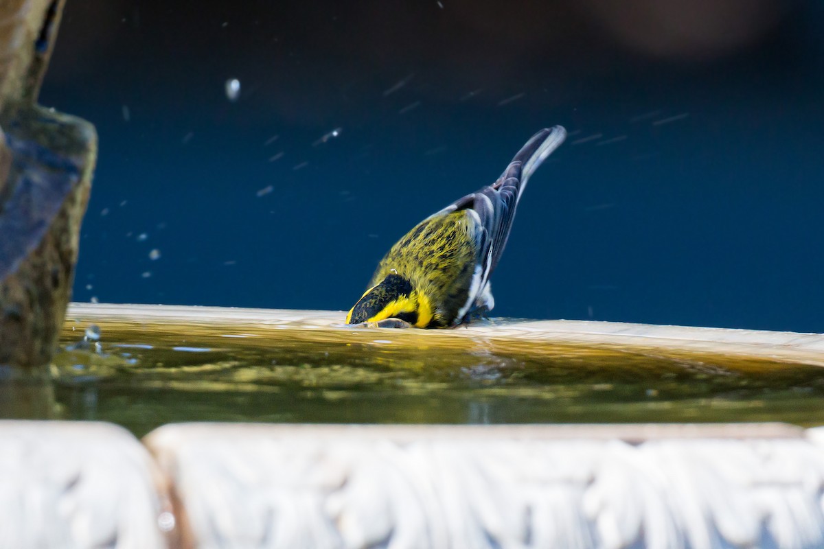 Townsend's Warbler - ML620454268