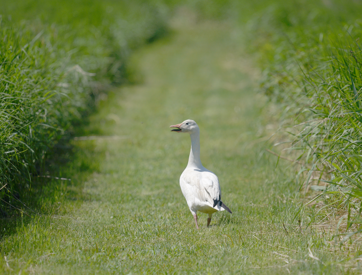 Snow Goose - ML620454285